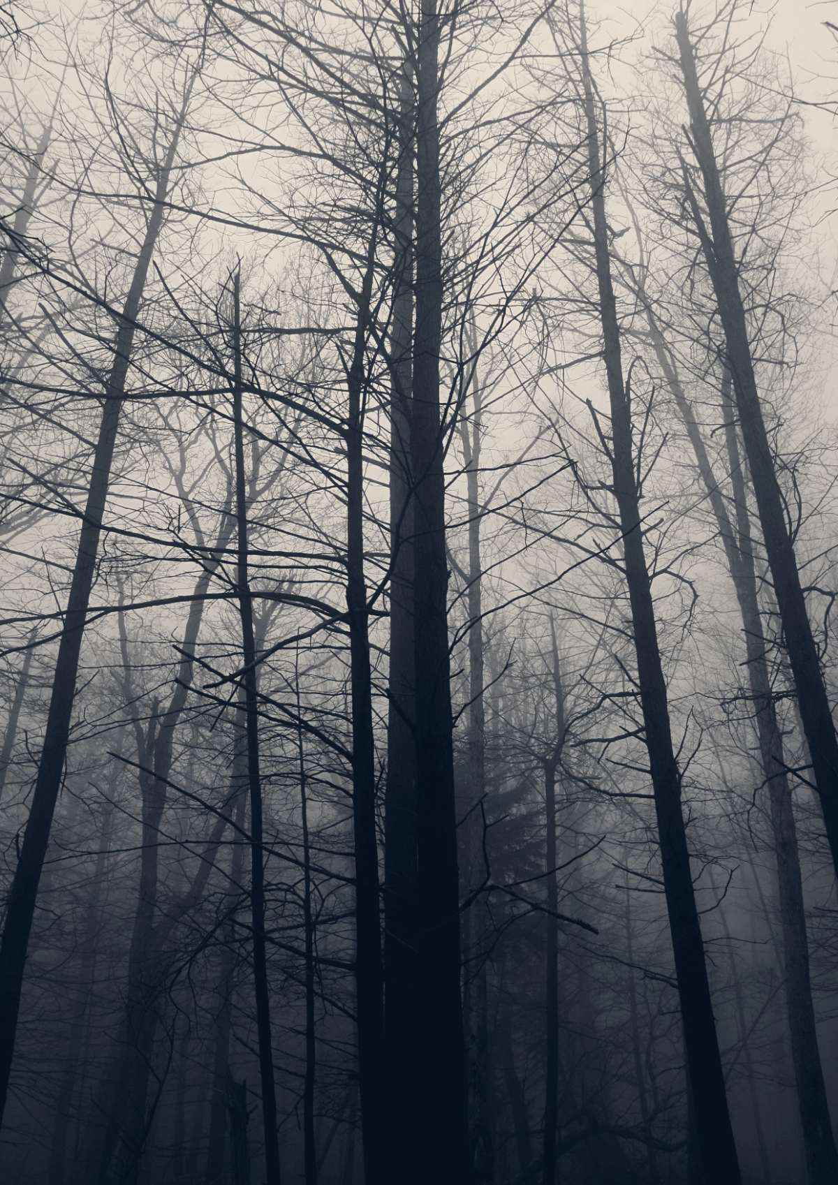 A stark landscape of trees in the winter.